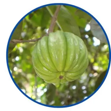Garcinia Cambogia